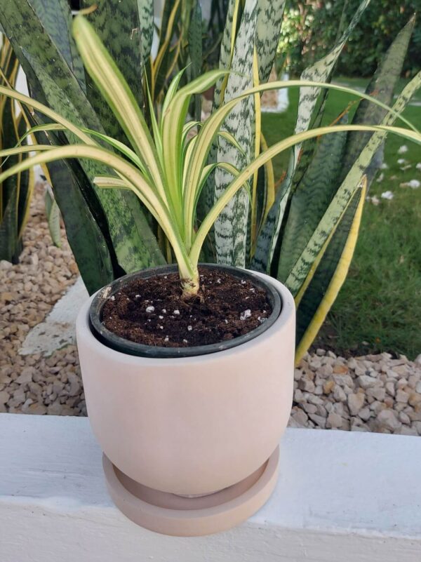 Handmade Round Concrete Pot with Bottom drainage holes and Saucer